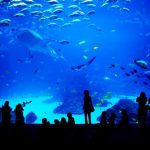 Singapore travel record Sea aquarium